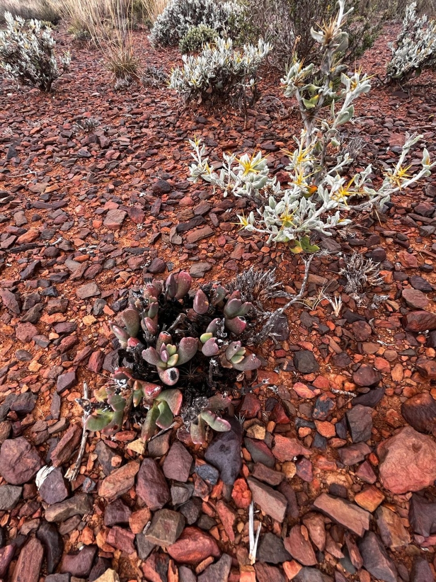 0 Bedroom Property for Sale in Willowmore Eastern Cape